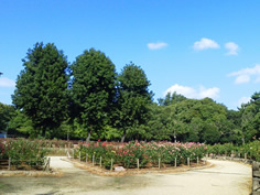 大井戸公園