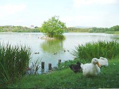 昆陽池公園